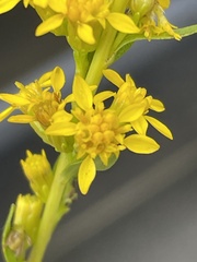 Solidago austrina