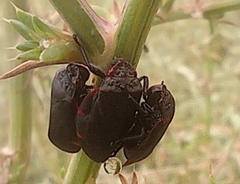 Hemiptera