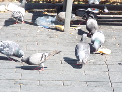 Columba livia domestica