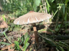 Macrolepiota capelariae