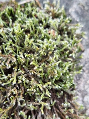 Hedwigia ciliata