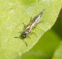 Scelioninae