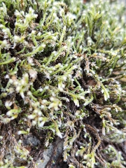 Hedwigia ciliata