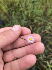 Symphyotrichum subulatum elongatum
