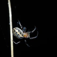 Alpaida veniliae