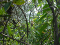 Empidonax fulvifrons