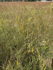 Solidago austrina