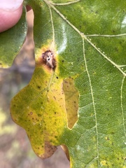 Macrodiplosis majalis