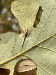 Macrodiplosis majalis