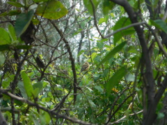 Empidonax fulvifrons