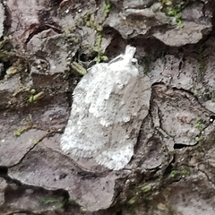 Acleris placidana