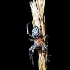 Alpaida veniliae