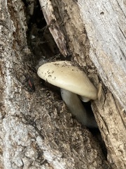 Hypsizygus