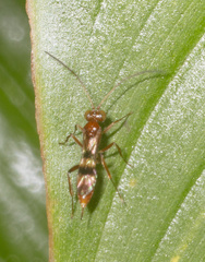 Phygadeuontinae
