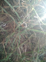 Neoscona orizabensis