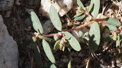 Euphorbia abramsiana
