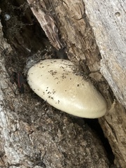 Hypsizygus