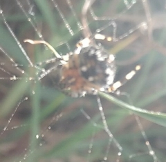 Neoscona orizabensis