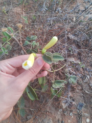Anemopaegma