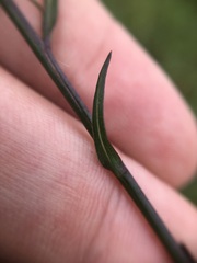 Symphyotrichum subulatum elongatum