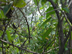 Empidonax fulvifrons