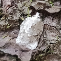 Acleris placidana