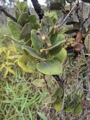 Metrosideros polymorpha