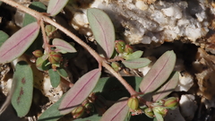 Euphorbia abramsiana
