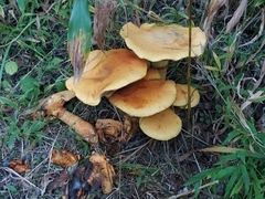 Gymnopilus junonius