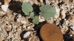 Sphaeralcea ambigua