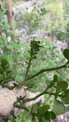 Phoradendron leucarpum