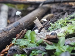 Mycena tenerrima