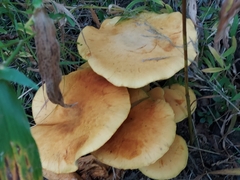 Gymnopilus junonius