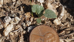 Sphaeralcea ambigua