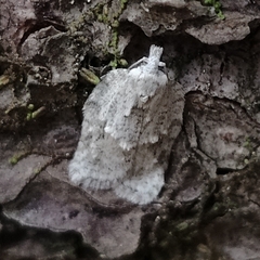 Acleris placidana