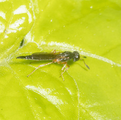 Scelioninae