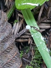 Mycena tenerrima
