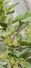 Melanoplus thomasi