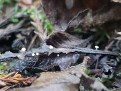 Mycena tenerrima