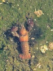 Pacifastacus leniusculus