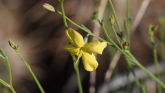 Menodora scabra glabrescens