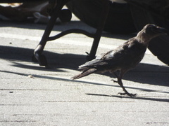 Corvus monedula