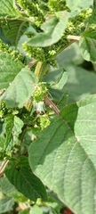 Melanoplus thomasi