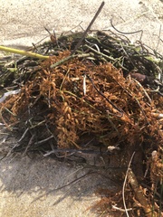 Sargassum horneri