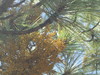 Durangan Dwarf-Mistletoe - Photo (c) Josema, some rights reserved (CC BY-NC), uploaded by Josema
