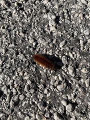 Pyrrharctia isabella