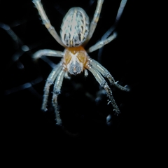 Alpaida veniliae