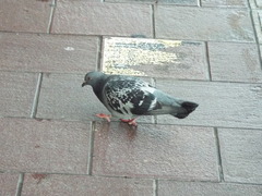 Columba livia domestica