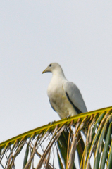 Ducula spilorrhoa