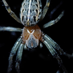 Alpaida veniliae